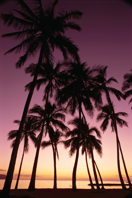 Hawaii, Oahu, Dramatic Purple Sunset Through Silhouetted Palm Trees, Ocean PosterPrint - Item # VARDPI2002194