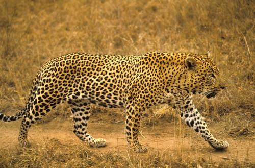 Male Leopard PosterPrint - Item # VARDPI1786503