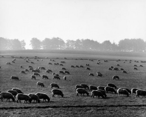 Flock of sheep grazing in a field  England Poster Print - Item # VARSAL25530874