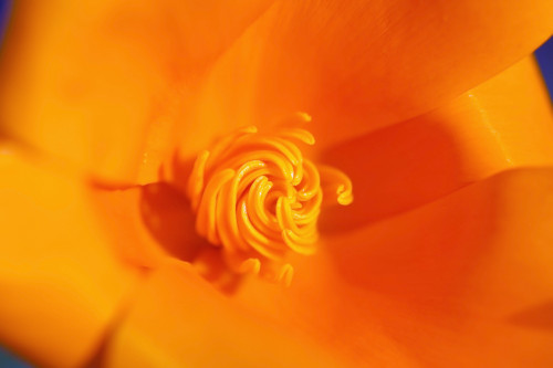 Close Up Of A Poppy Flower; Happy Valley, Oregon, Usa PosterPrint - Item # VARDPI1880738