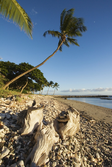USA, Hawaii, Maui, Palm tree and driftwood on beach; Olowalu PosterPrint - Item # VARDPI1981363