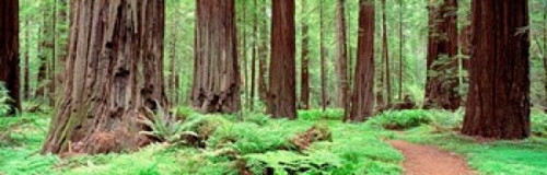 Avenue Of The Giants  Founders Grove  California Poster Print by Panoramic Images (38 x 12) - Item # PPI61687