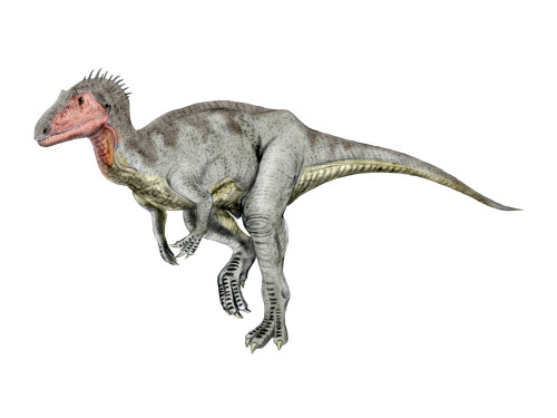 Neovenator dinosaur, white background Poster Print