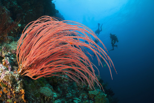 Indonesia, Divers and whip coral (Ellisella ceratophyta) on ther reef. PosterPrint - Item # VARDPI2116906