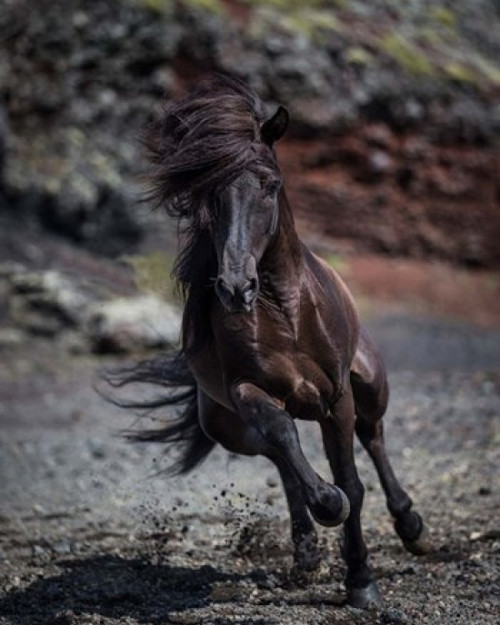 Icelandic Black Stallion  Iceland Poster Print by Panoramic Images (12 x 15) - Item # PPI158760