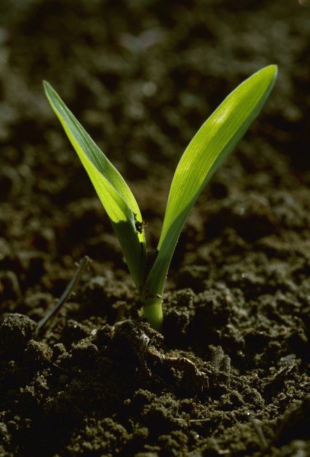 Agriculture - Closeup of a grain corn seedling in a conventionally tilled field / Arkansas, USA. PosterPrint - Item # VARDPI2342455