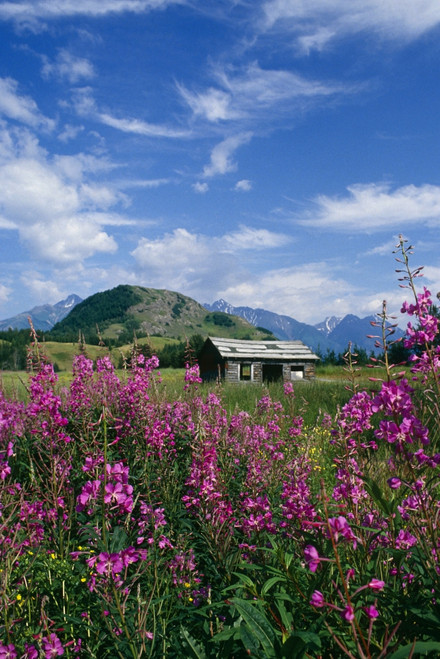 Old Cabin W/ Fireweed Summer Sc Ak PosterPrint - Item # VARDPI2144078