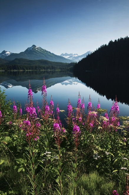 Scenic View Of Auke Lake On A Clear Day With Fireweed In The Foreground, Near Juneau, Southeast Alaska, Summer PosterPrint - Item # VARDPI2112300