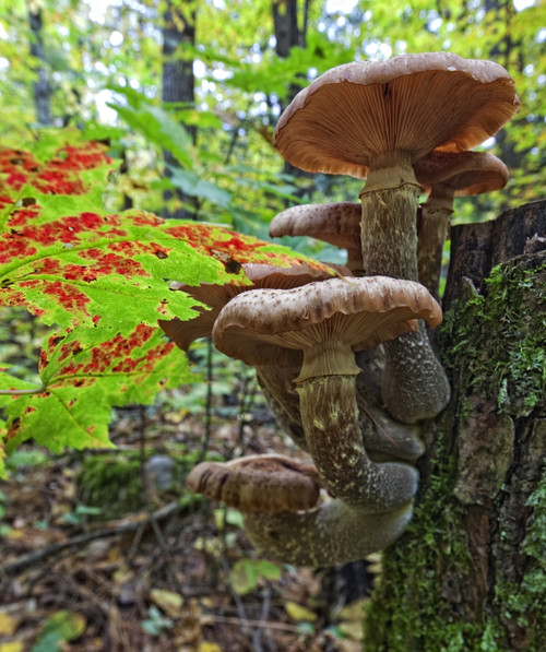 A Cluster Of Mushrooms On A Stump In Algonquin Provincial Park; Ontario Canada PosterPrint - Item # VARDPI2076085