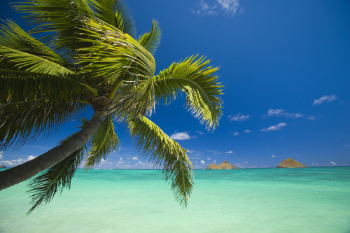 USA, Hawaii, Oahu, Mokulua island in background; Lanikai, Palm tree over Pacific Ocean PosterPrint - Item # VARDPI1983784