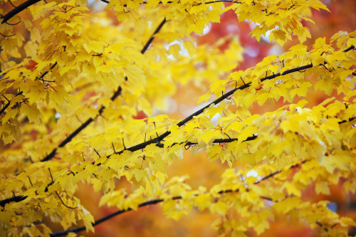 Oregon, United States Of America; Yellow Leaves On A Tree In Autumn PosterPrint - Item # VARDPI1871302