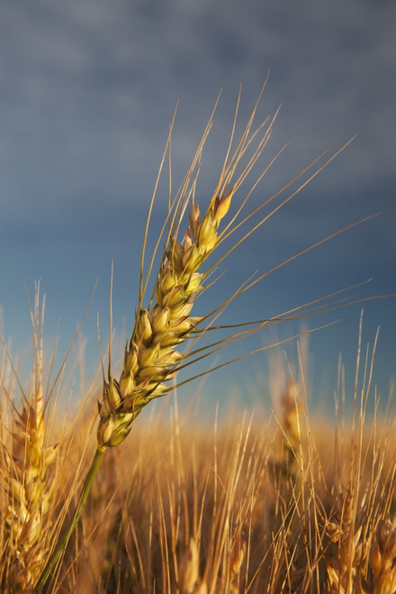Ripe Wheat Head At Sunrise; Alberta, Canada PosterPrint - Item # VARDPI1883408