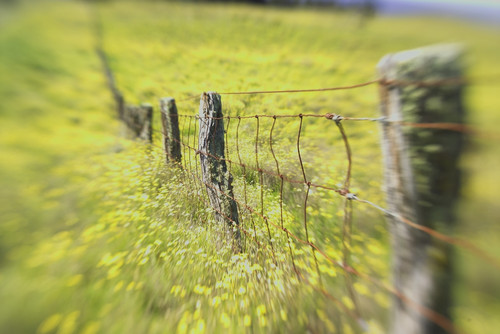 Hawaii, Big Island, Kohala Mountains, Parker Ranch, Field Of Yellow Wildflowers With A Fence Running Through It. PosterPrint - Item # VARDPI1986902