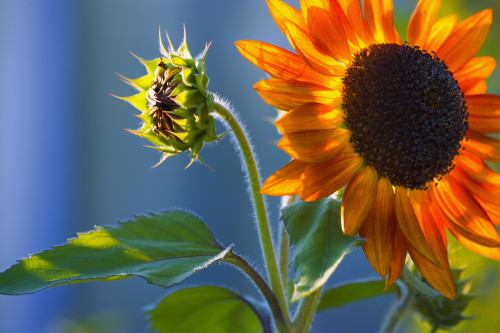 A Sunflower Blooming With Bud PosterPrint - Item # VARDPI1803689