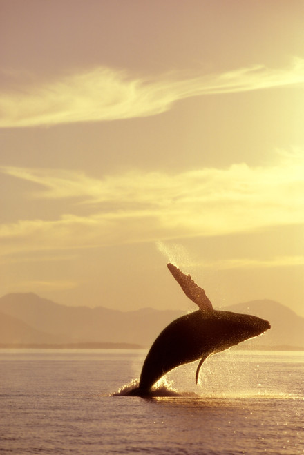 Humpback Whale Breaching In Inside Passage Se Ak Summer Backlit PosterPrint - Item # VARDPI2103638