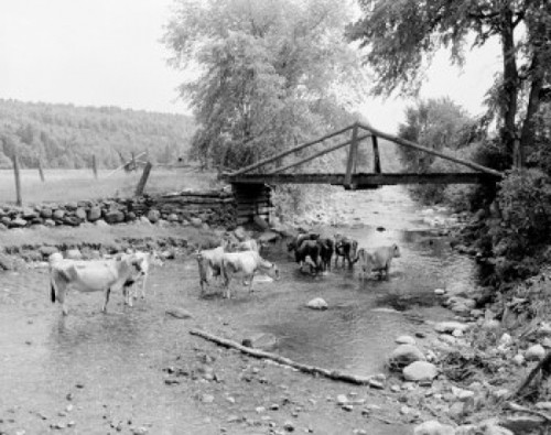 USA  Vermont  cows by riverbank Poster Print - Item # VARSAL255423519