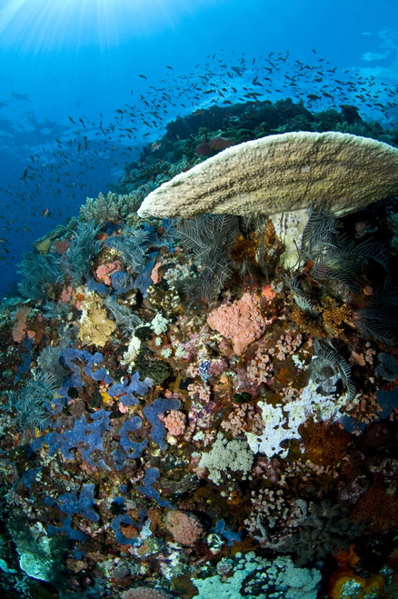 Reef scene with corals and fish, Komodo, Indonesia Poster Print - Item # VARPSTMME400168U