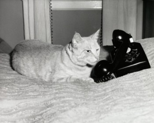 Cat lying in bed with a telephone Poster Print