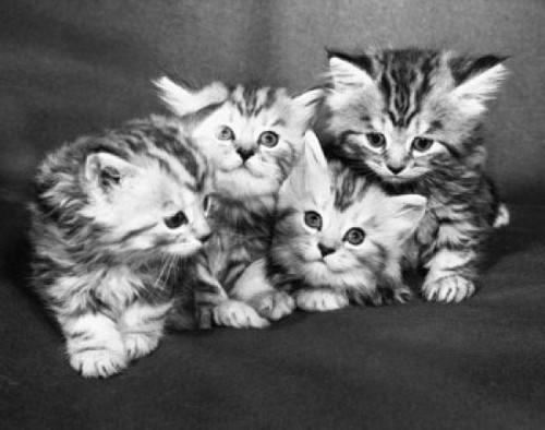 Four kittens sitting Poster Print
