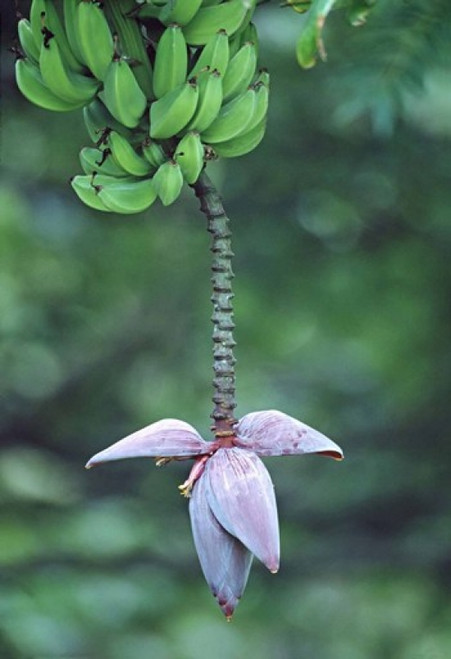 Banana Flower Poster Print by Panoramic Images (17 x 24) - Item # PPI84085