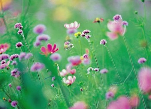 Wildflowers in Bloom Poster Print by Panoramic Images (24 x 18) - Item # PPI126931