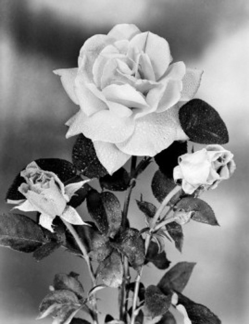 Hybrid Tea Rose Poster Print - Item # VARSAL25532767