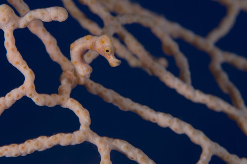 Pygmy Seahorse on sea fan, Kimbe Bay, Papua New Guinea Poster Print - Item # VARPSTSJN400063U