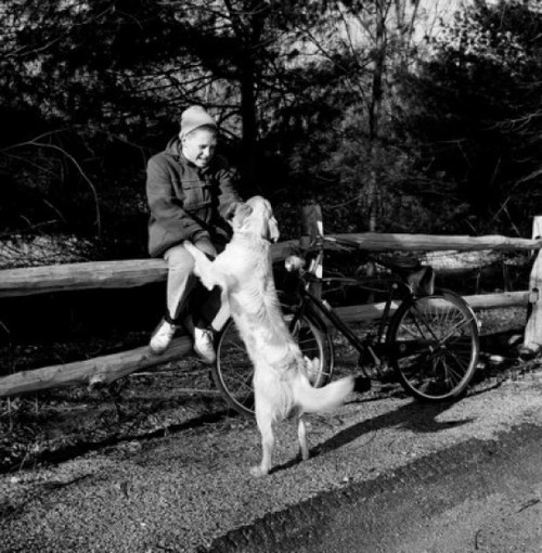 Boy with dog and bicycle sitting on fence Poster Print - Item # VARSAL255416451