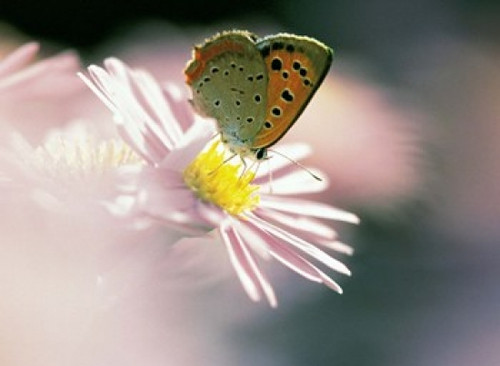 Close Up Of Butterfly on Flower on Purple Lavender Poster Print by Panoramic Images (24 x 18) - Item # PPI126934