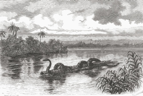 A Boa Floating On A Log On The Rio Verde, Colombia. From El Mundo En La Mano Published 1875. PosterPrint - Item # VARDPI1958432