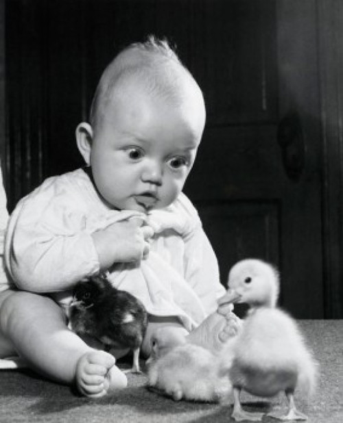 Close-up of a baby boy playing with three baby chicks Poster Print - Item # VARSAL2555015