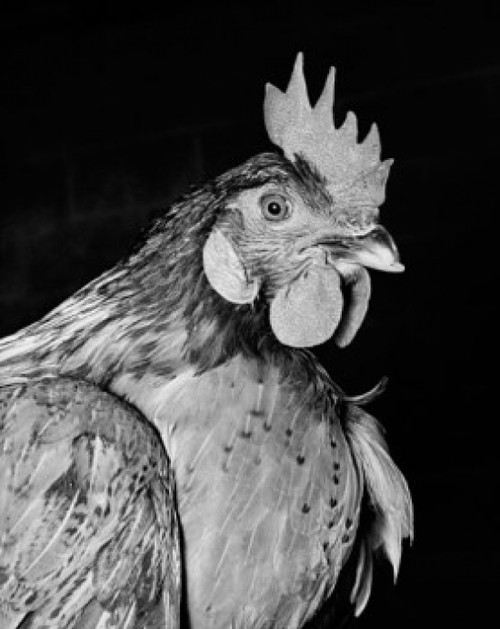 Close-up of a rooster Poster Print