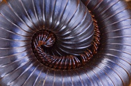 Close-up of a millipede curled up  Tarangire National Park  Arusha Region  Tanzania Poster Print by Panoramic Images (16 x 11) - Item # PPI95898