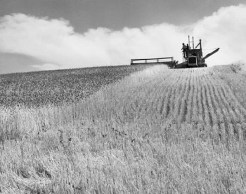 Combine harvester harvesting wheat crop  Walla Walla  Washington State  USA Poster Print - Item # VARSAL25530497