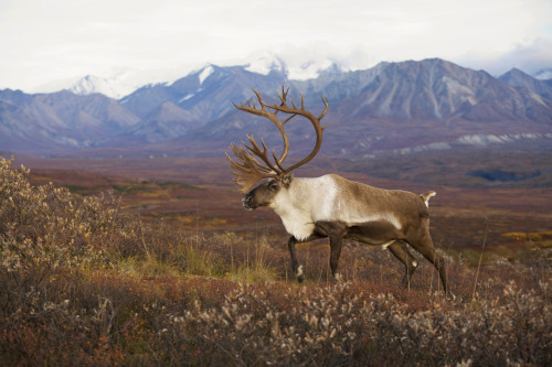 Bull Caribou On Autumn Tundra With Alaska Range In The Background, Denali National Park, Interior Alaska PosterPrint - Item # VARDPI2093243