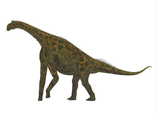 Atlasaurus dinosaur, side view. Atlasaurus was a large herbivorous dinosaur that lived in the Jurassic Period of Morocco, North Africa Poster Print - Item # VARPSTCFR200649P