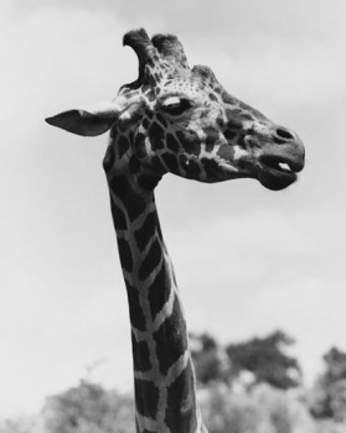 Portrait of a giraffe Poster Print - Item # VARSAL25530925