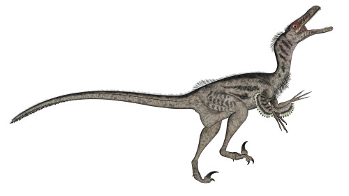 Velociraptor dinosaur roaring, white background Poster Print - Item # VARPSTEDV600290P