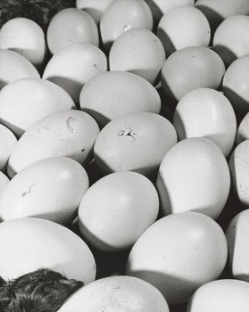 High angle view of a baby chick with eggs in an incubator Poster Print