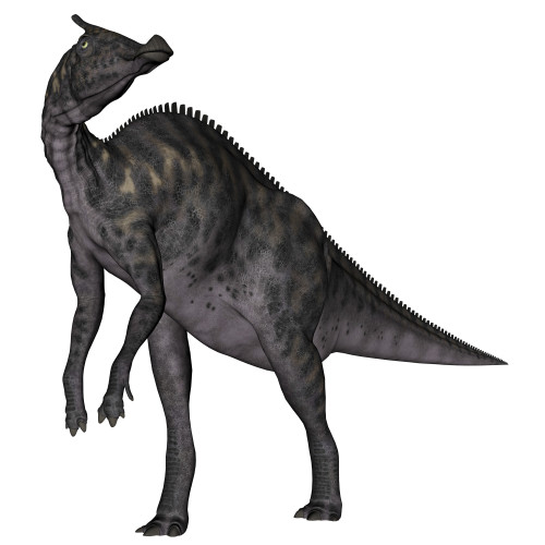 Saurolophus dinosaur, white background Poster Print