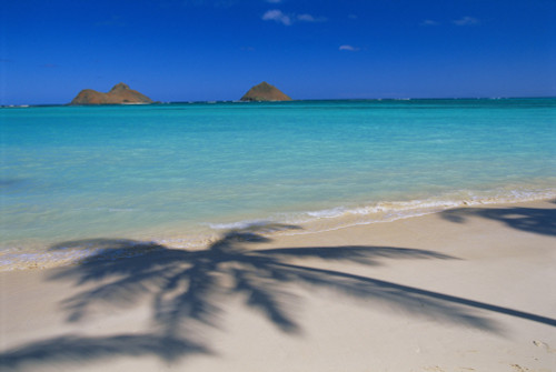 Hawaii, Oahu, Lanikai Beach, Palm Shadows On White Sand, Turquoise Ocean PosterPrint - Item # VARDPI2003921