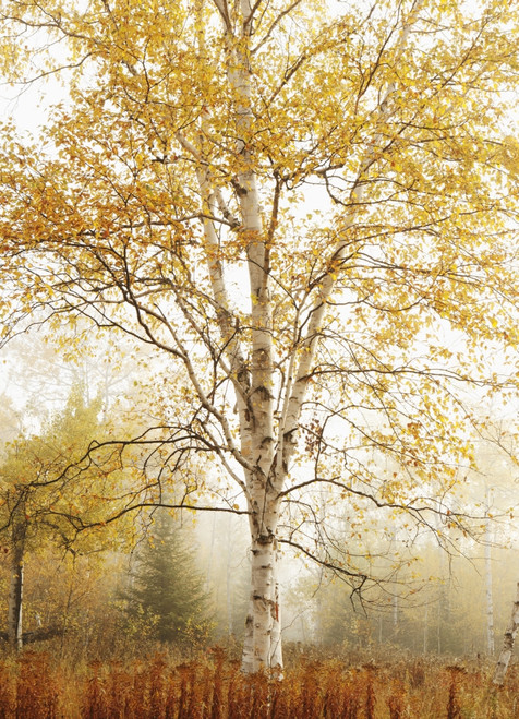 Birch Trees In Autumn; Thunder Bay, Ontario, Canada PosterPrint - Item # VARDPI2068772