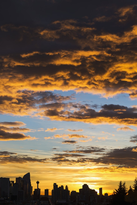 Dramatic colorful clouds at sunrise with cityscape and tree silhouette; Calgary, Alberta, Canada PosterPrint - Item # VARDPI12290270