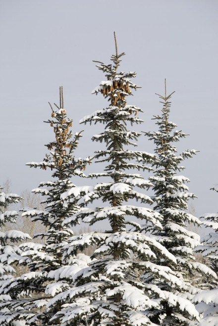 Snow Covered Evergreen Trees; Calgary, Alberta, Canada PosterPrint - Item # VARDPI1895286