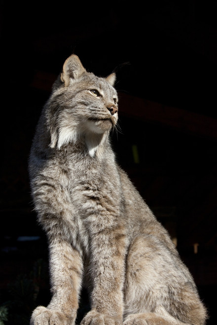 Captive: Close Up Of A Lynx, Alaska Wildlife Conservation Center, Southcentral Alaska PosterPrint - Item # VARDPI2150266