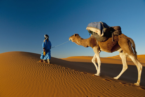 Morocco, Berber leading camel across sand dune near Merzouga in Sahara Desert; Erg Chebbi area PosterPrint - Item # VARDPI2297262