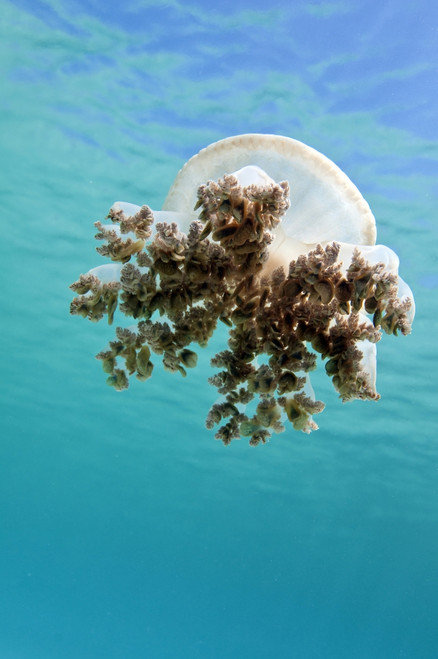 Upside down jellyfish in Caribbean Sea Poster Print