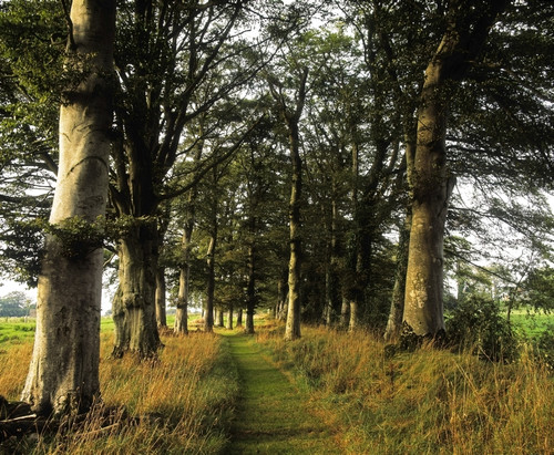 Larchill Arcadian Garden, County Kildare, Ireland; Pathway In Beech Tree Grove PosterPrint - Item # VARDPI1798133
