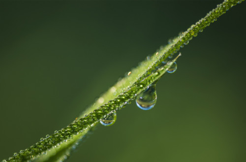 Dew glistens on the grass; Astoria, Oregon, United States of America PosterPrint - Item # VARDPI12254899