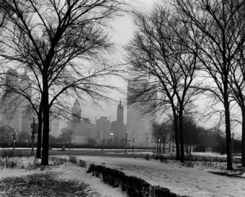 Bare trees in a park  Chicago  Illinois  USA Poster Print - Item # VARSAL25528842
